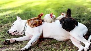 Were getting the squad back together! | Animal BFFFs