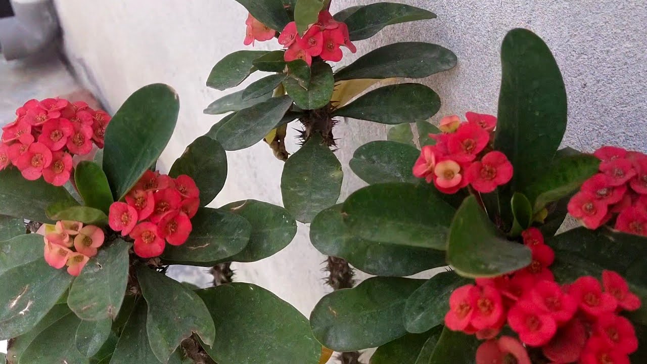 euphorbia ka paudha 🪴 cutting se lag jane wala paudha 🌱 - YouTube