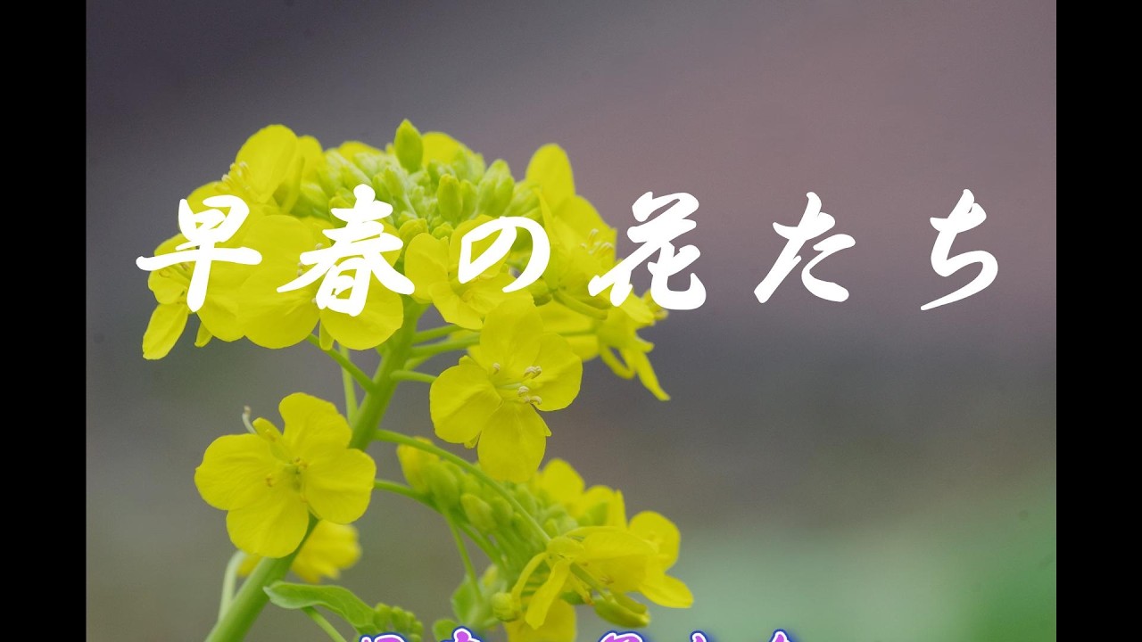 早春の花たち