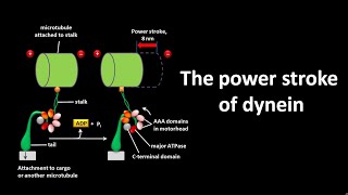 Dynein Power Stroke