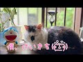 【6/5(金)朝LIVE】けいきち🐨ままきち🥸おはごあす😺Good morning🐾朝からハッピー!みんな、おじゃったもんせ❤️Have a peaceful day!🍀