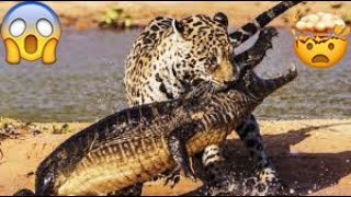 فيديو نادر !! فهد يواجه تمساح??crocodile vs Jaguar