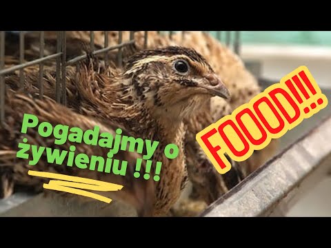 Wideo: Jak wytresować fretkę, aby przestała gryźć: 10 kroków (ze zdjęciami)