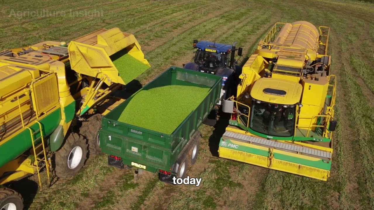 Farmers Harvest Million Acres Of Green Pea In America By Machine This Way | Agriculture Technology