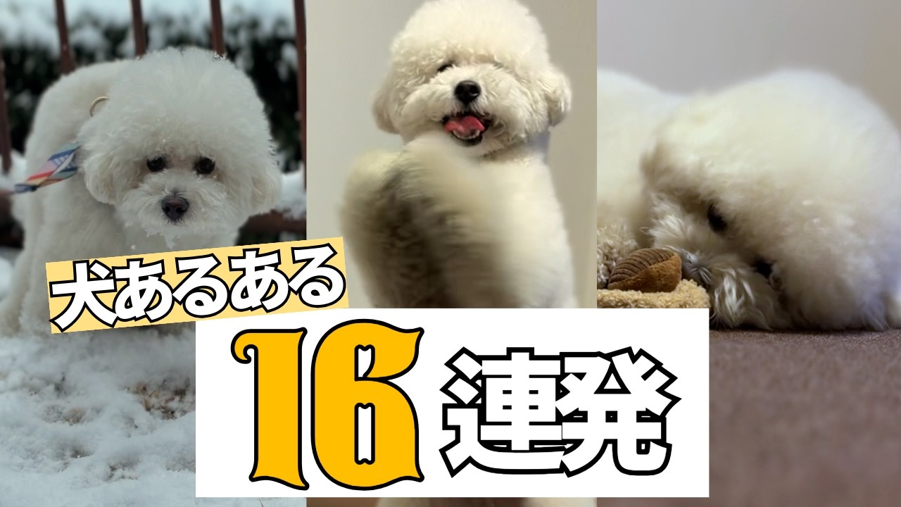 検証「犬あるある」16連発 みんなのわんこはどうかな？