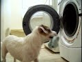 World's Smartest Dog Jesse performs Amazing Dog Tricks "Walking Hand Stand Dog"