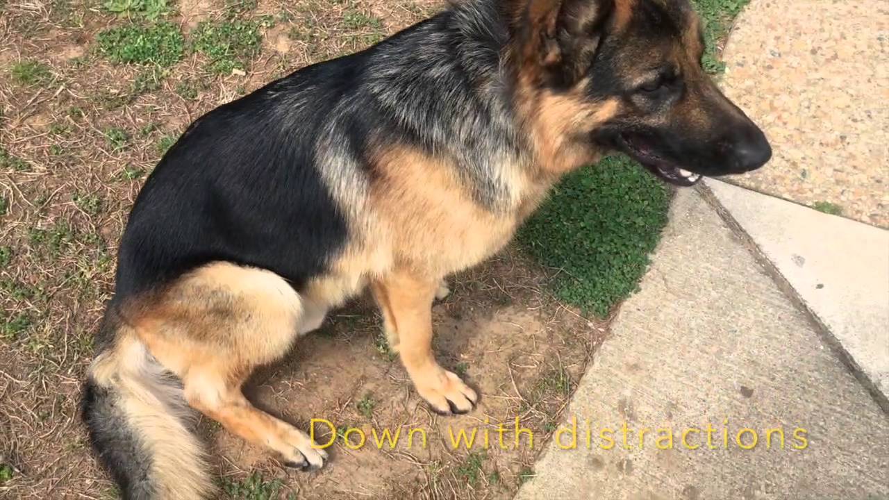 German Shepherd, Montego! Best German Shepherd Dog Trainers Board and