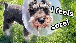 Schnauzer Recovering From SURGERY (Gets Pampered!)