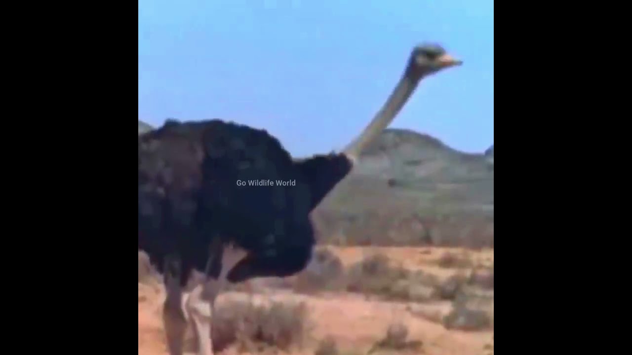 Saved her eggs from Human by slamming Ostrich to the ground. 