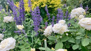 #rose combos- Pope John Paul II ,Volcano, Love Song, Drift, Moonlight in Paris #love #garden #relax