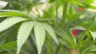 Sales of recreational marijuana to begin in Ohio: How much can you buy? What are the rules?