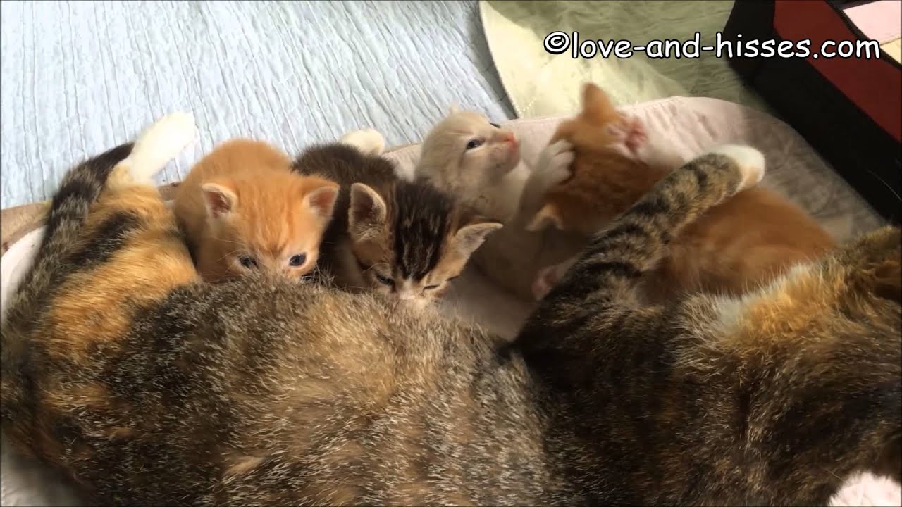 3 week old kittens nursing YouTube