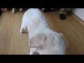 Borzoi puppy の動画、YouTube動画。