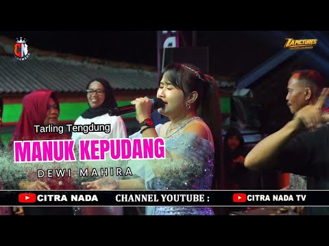 MANUK KEPUDANG // CITRA NADA LIVE DESA RUNGKANG (BLOK MASJID) // KEC.LOSARI - BREBES