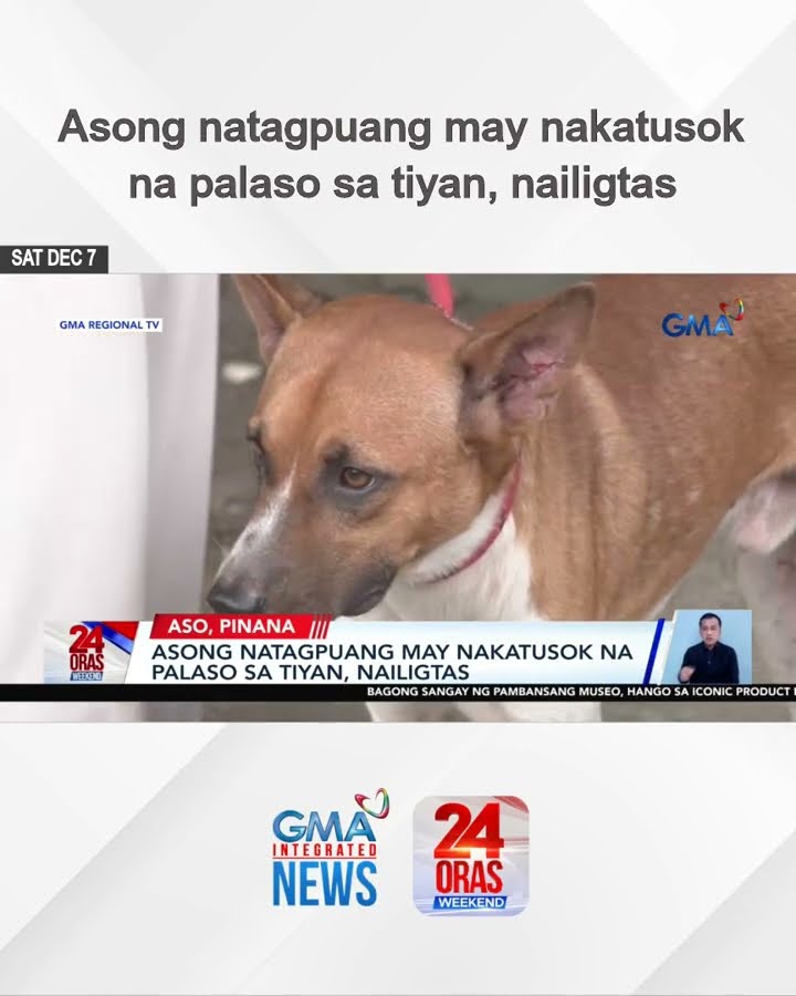 Asong natagpuang may nakatusok na palaso sa tiyan, nailigtas | 24 Oras Weekend