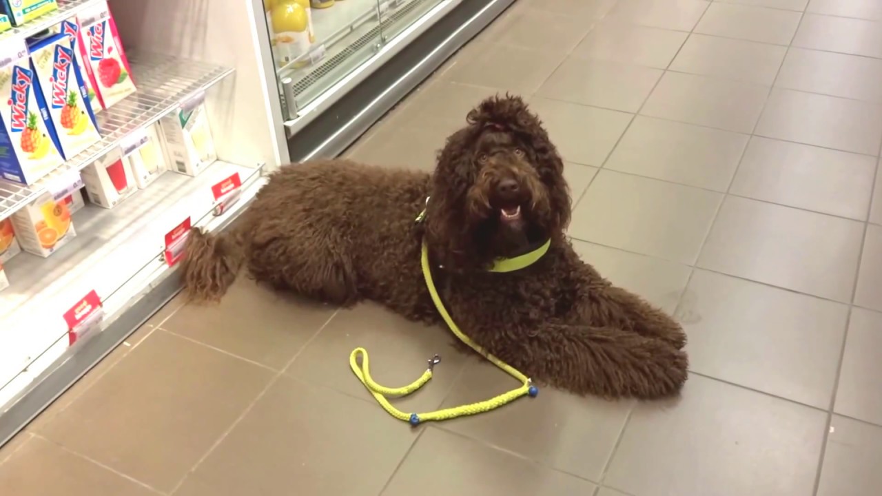 Barbet Sifra, Assistance dog in training