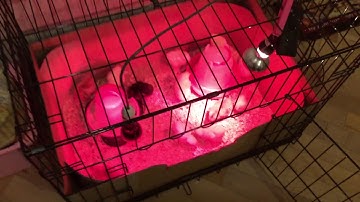Homemade Chicken Brooder Part 2