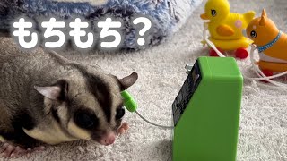 フクロモモンガ】モモンガだって電話したいっ！！ - YouTube