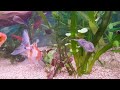 Goldfish tank voiles de chine compatibilit avec dautres poissons