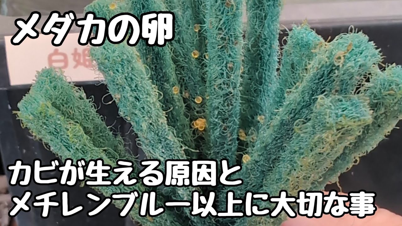 めだかの卵のカビが生える理由&メチレンブルーや水道水以上に大切な事【メダカ】
