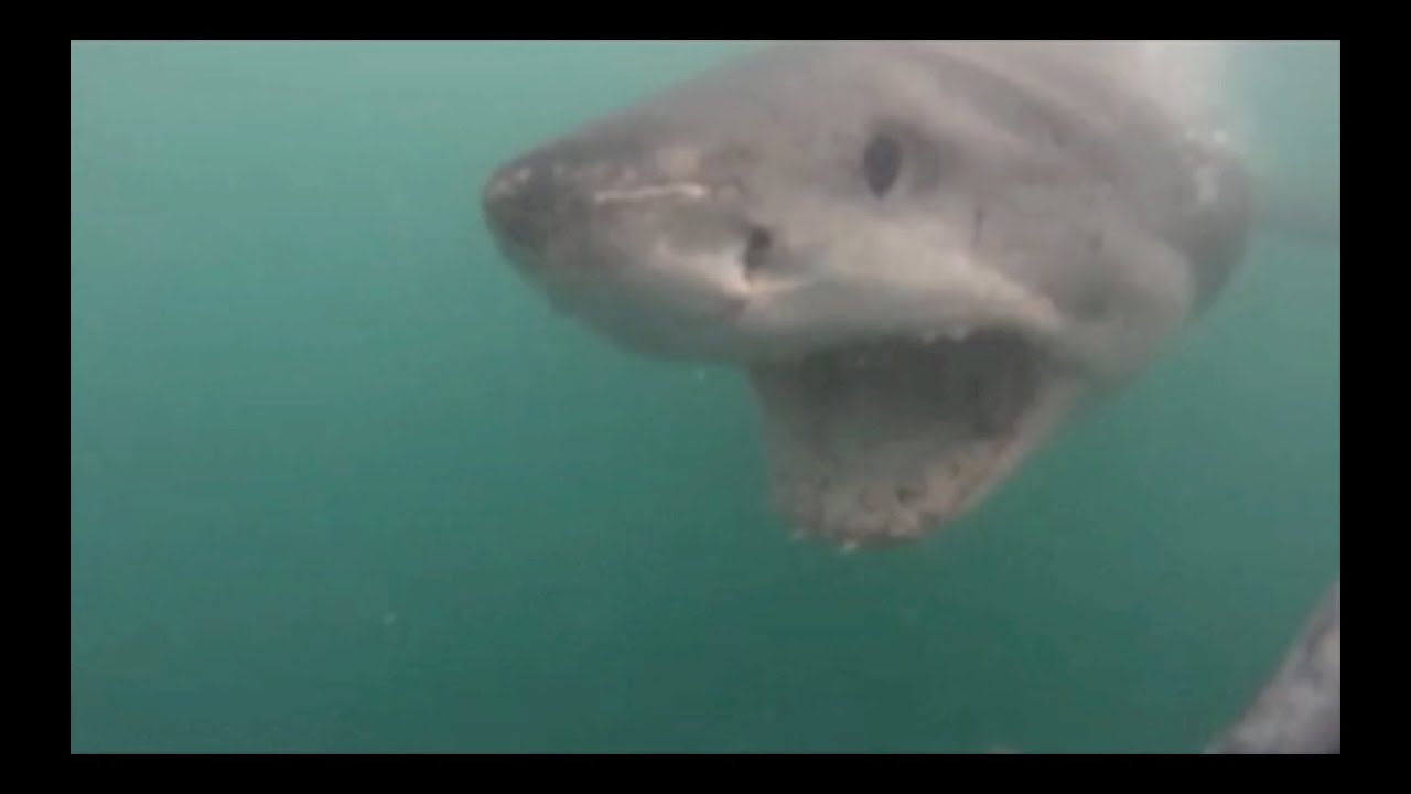 HD SHARK ATTACKS CAGE GoPro / هجوم سمك القرش YouTube