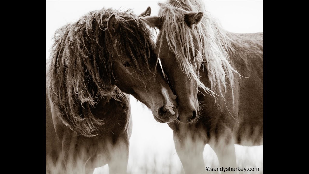 Sandy Sharkey Photography   EquuStyle Magazine Fall 2025