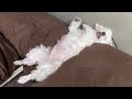 入院中のパパの事で愛犬に嬉しい報告をした結果…