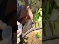 What are Biostimulants? | Boosting Plant Growth Naturally