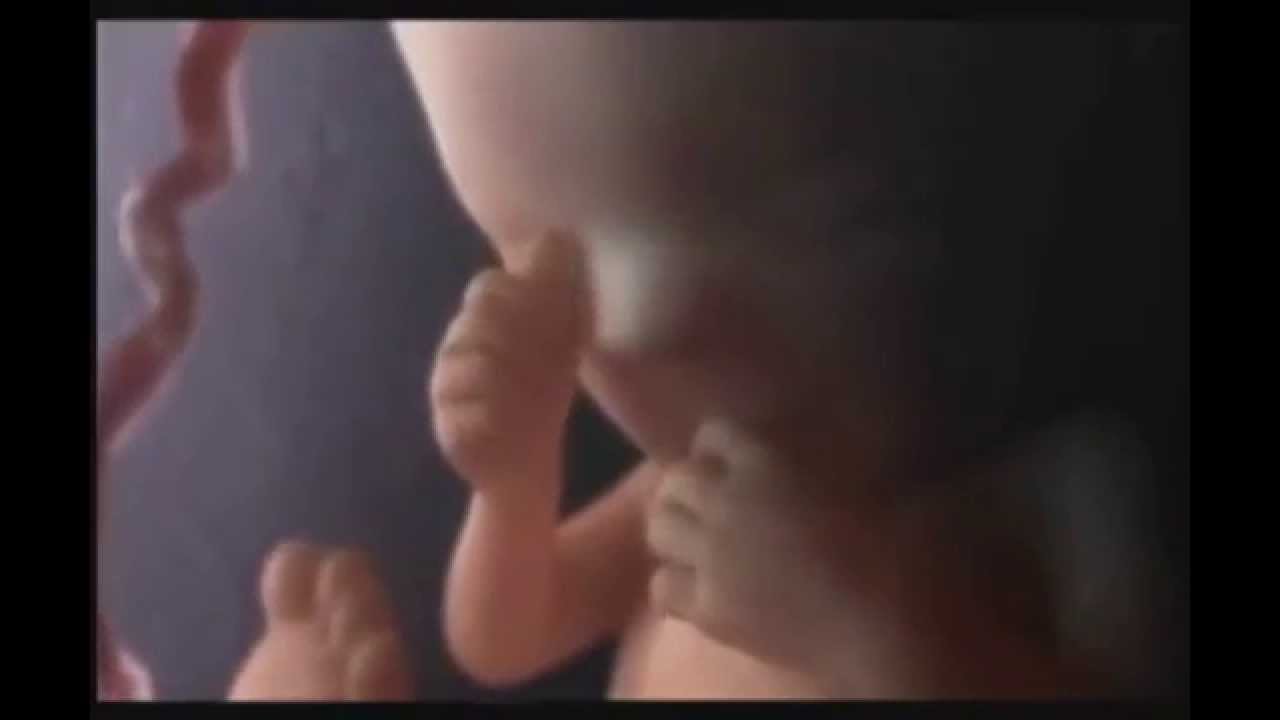 Odyssee De La Vie Du 5eme Mois A La Naissance Youtube