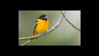 [Wikipedia] Oriole, Maryland