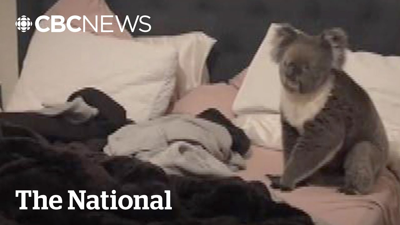 Woman Opens Her Door to a Strange Noise and Finds a Koala in Her Bedroom