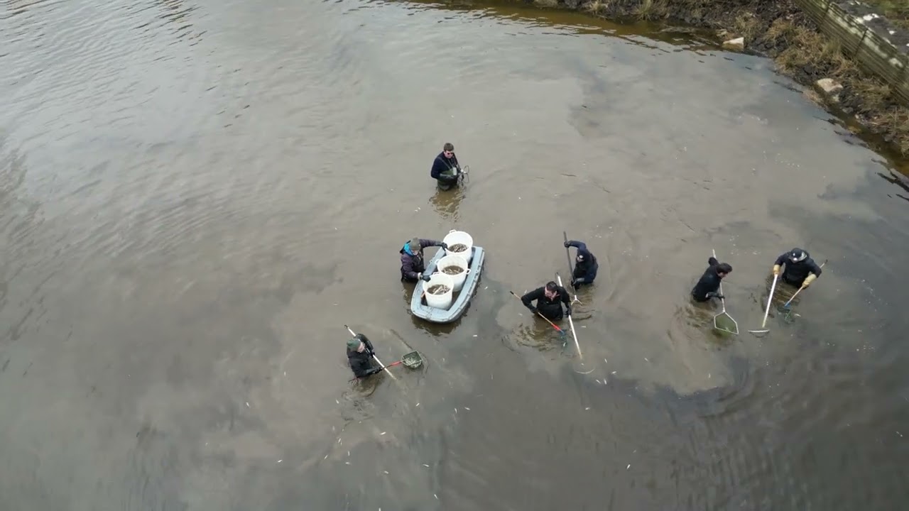 Pêche de sauvetage dans le bassin de décantation du lac des Settons