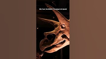 Why "Lane" the MUMMY Triceratops is so incredibly special