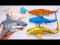 Ultimate Zuru Robo Super Huge White Shark 🐊 Review Toy (No Talking)