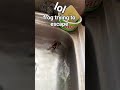 theres a frog trying to escape🤣🤣 #funny
