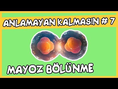 Anlamayan Kalmasın #7 Mayoz Bölünme