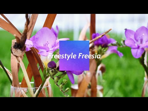 Video: Hoe om Freesias te kweek - Freesia-plante en Freesia-blomversorging