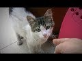 子猫に何かあったらおいでと言ったら助けてと来た!病院に行くの巻き♯3
