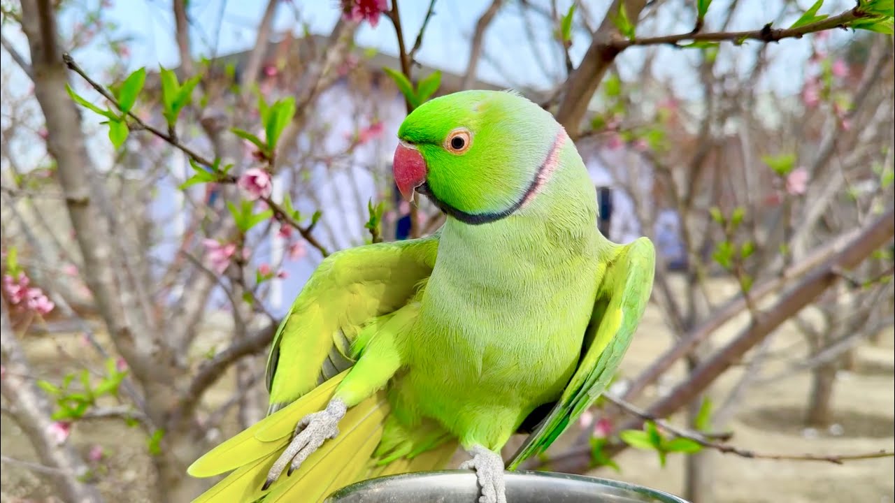 Indian Ringneck Parrot Natural Chirping Sounds | Real Bird Sounds HD