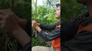 Menanam Bunga Kertas #gunting