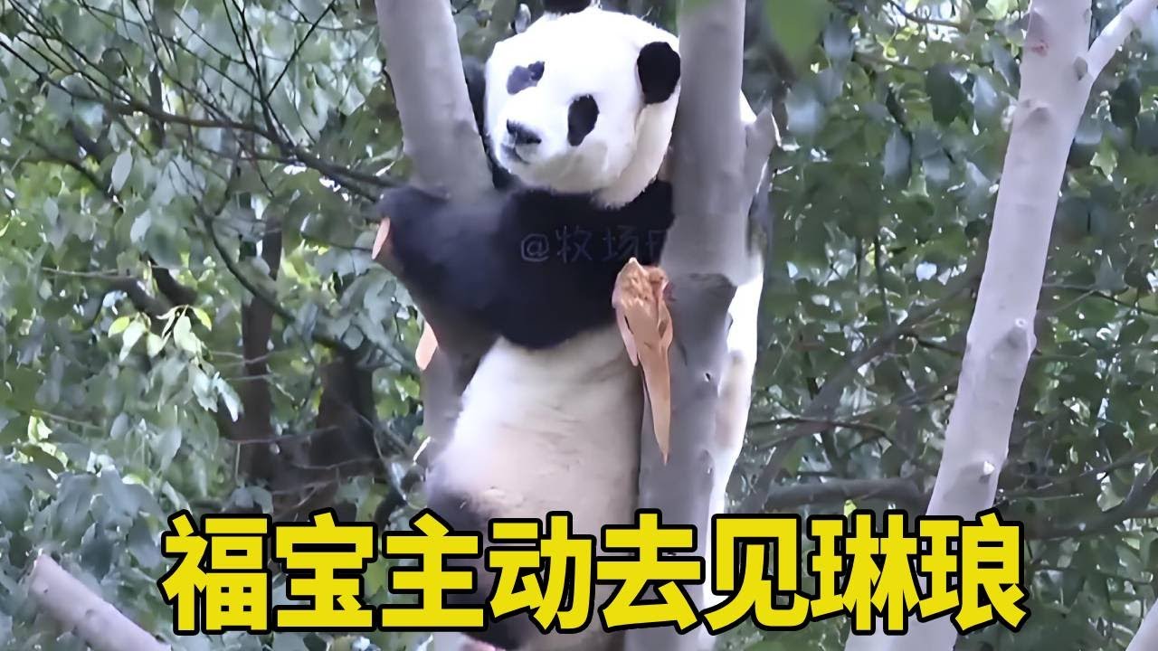 福宝见今天琳琅没找自己，不料竟爬上树去跟琳琅打招呼，福宝真是一刻也闲不住啊！【牧场时间】