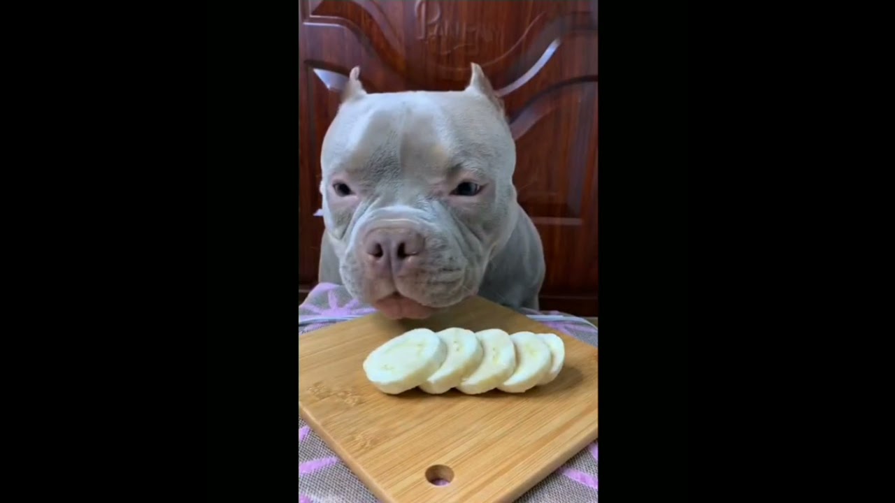 Dog loves eating banana 