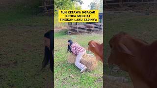 Funny Moment When Seeing A Widow With One Child Being Gored By A Cow  laugh funny widow c