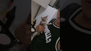 Kitten Grab Owner by the Neck with Its Claws