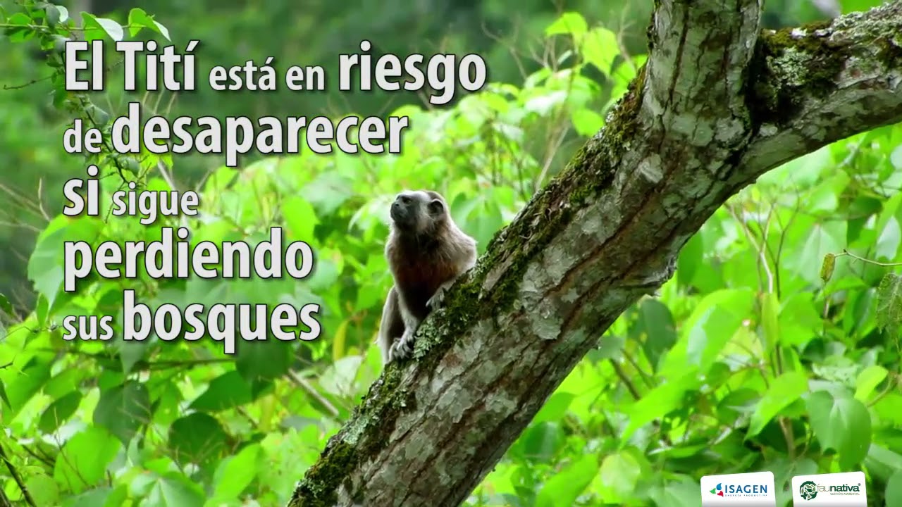 Tití Gris (Saguinus leucopus) - Tesoro Vivo