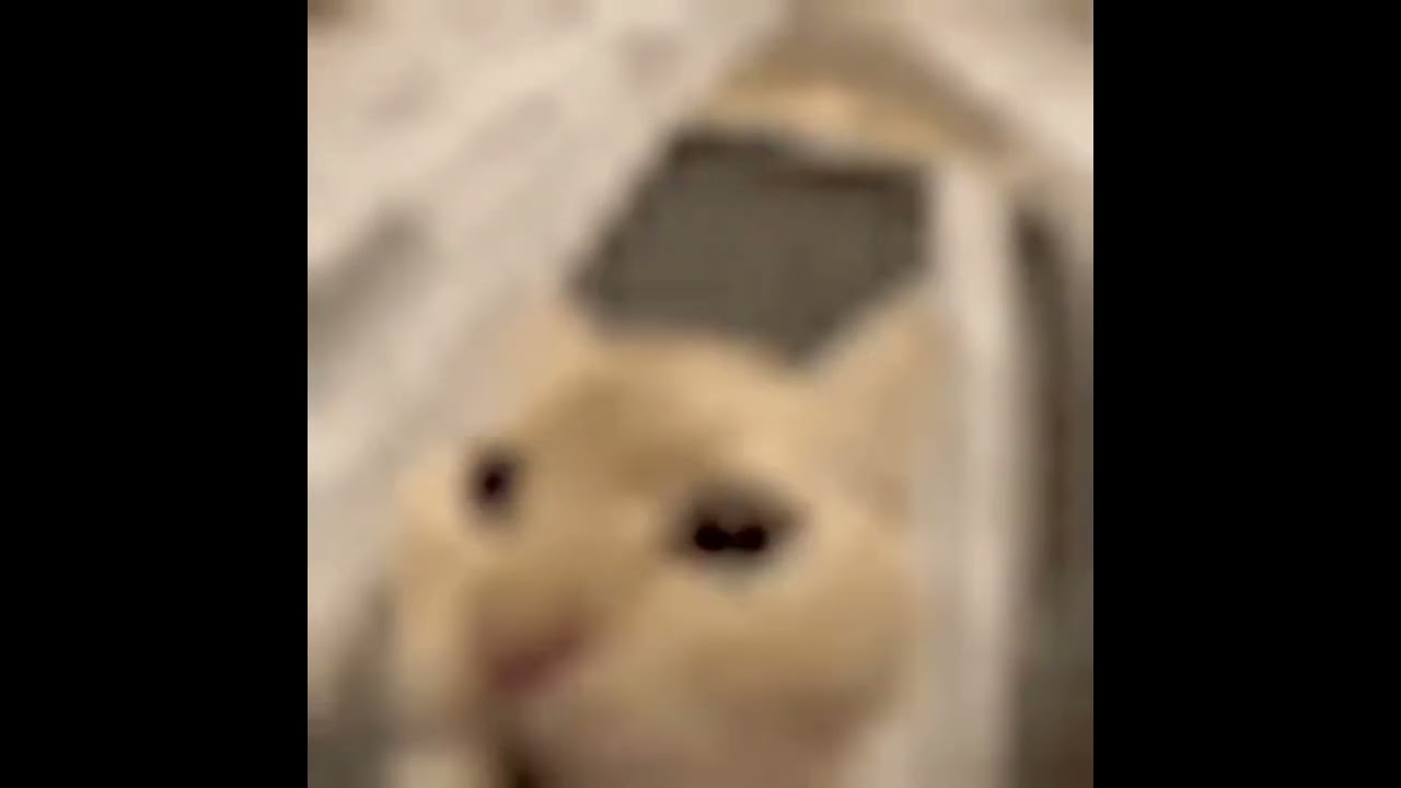 Low quality cat scream 