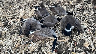 Wad comparison for nontoxic shot using a PBBA pro-20 air shotgun