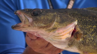 Lake Lanier Fishing for Walleye in Georgia