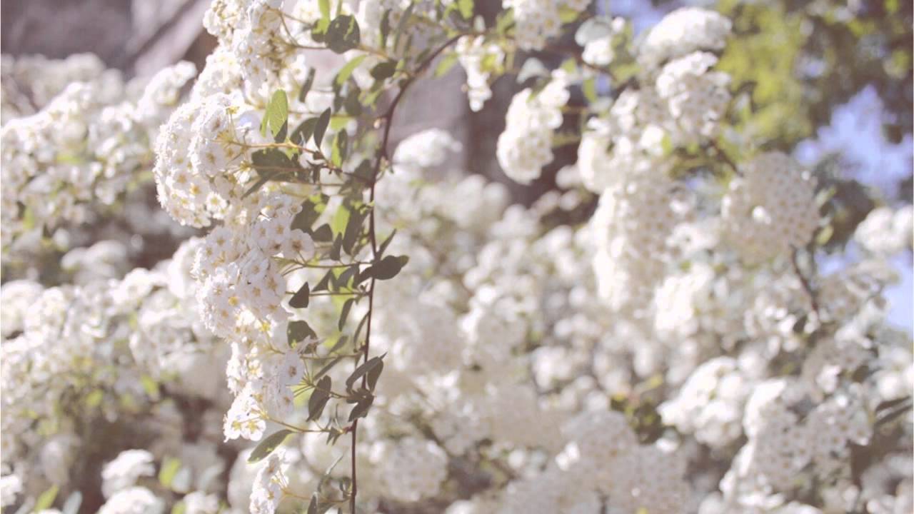 A Spring's Promise (Beautiful Piano Song) ｜BigRicePiano