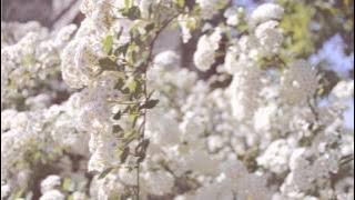 Download lagu A Spring's Promise (Beautiful Piano Song) ｜BigRicePiano